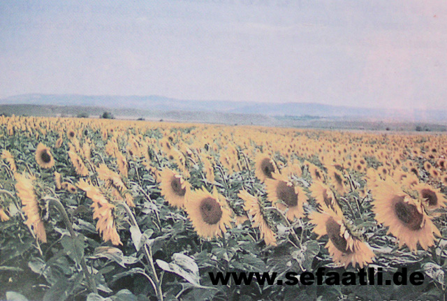 PICT0035